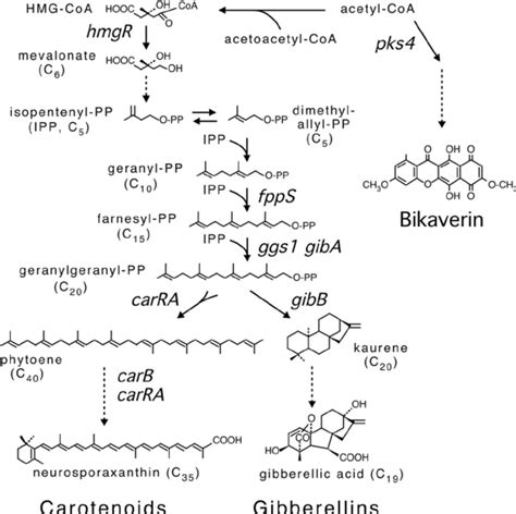 Biosynthetic Pathways For Carotenoid Gibberellin And Bikaverin