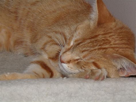 Tails Sleeping By Britt235 On Deviantart