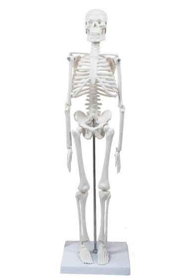 Model Anatomiczny Ludzkiego Szkieletu 45 Cm Wierzenica Kup Teraz Na