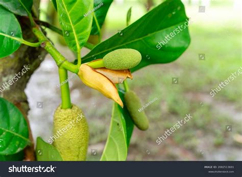 Jackfruit Pohon Nangka Name Kind Tree Stock Photo 2082513691 Shutterstock