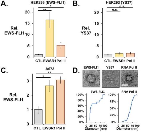 EWS FLI1 And RNA Pol II Coimmunoprecipitate In Crosslinked Protein