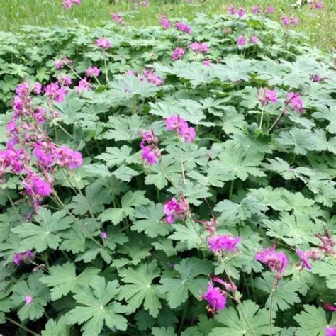 Shop The Big Root Geranium Shrubhub Nursery