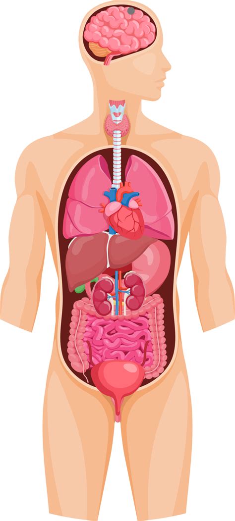 Internal Organs Organ System Human Body Anatomy Tissue 48 OFF