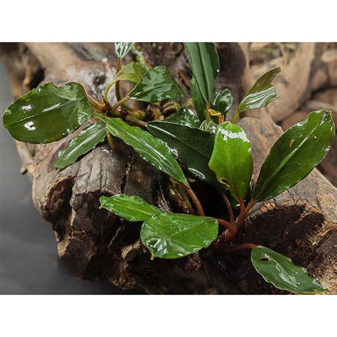 Bucephalandra Sp Antyovani Aquatantan Dk