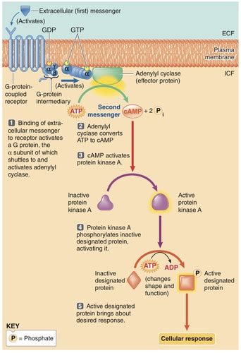 Chapter 4 Principles Of Neural And Hormonal Communication Flashcards