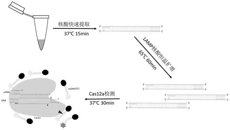 金黄色葡萄球菌和耐甲氧西林金黄色葡萄球菌核酸快速检测方法及试剂盒专利查询 企查查