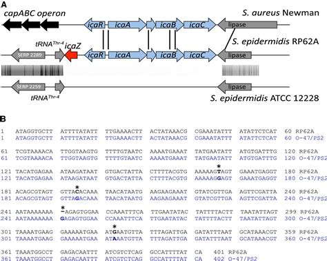 A Non‐coding Rna From The Intercellular Adhesion Ica Locus Of