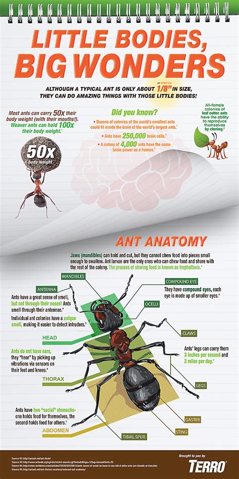 All About Ants Ant Facts And Types Insect Library