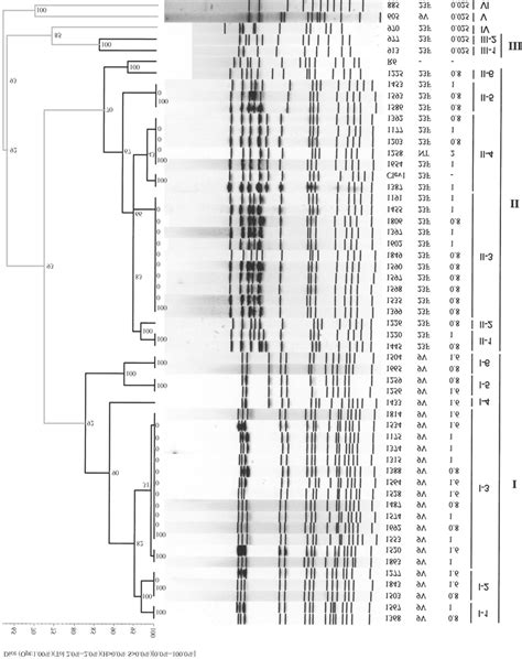 Dendrogram Genetic Relatedness And PFGE Fingerprint Patterns Of 48