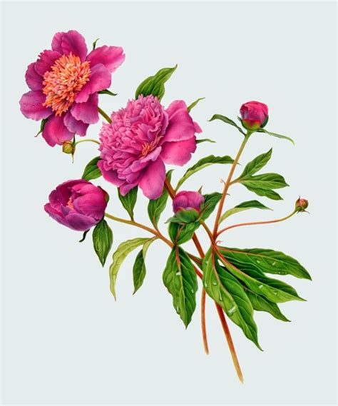 Karen Kluglein Flower Art Botanical Drawings Botanical Painting