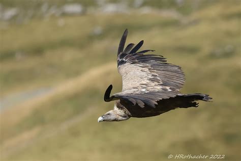 Vautour Fauve Gyps Fulvus Griffon Vulture Val Dilliez Flickr