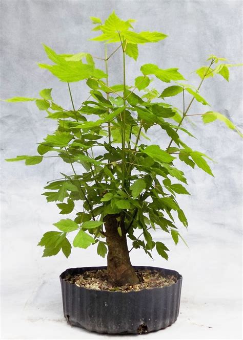 Boxelder Update | Bonsai South