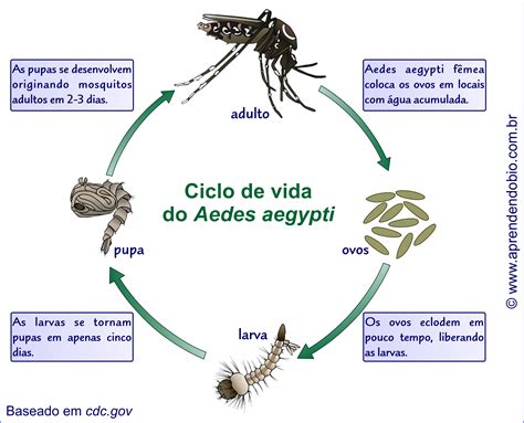 Ciclo De Vida Do Mosquito Ciclo De Vida Dos Mosquitos