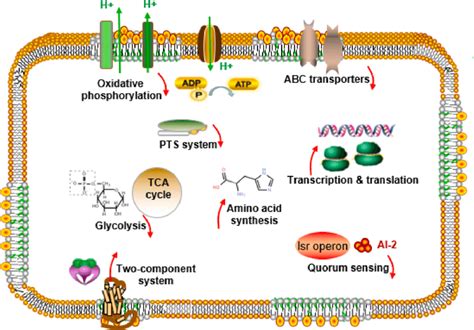 Schematic Diagram Of Main Metabolic Regulations Of E Coli O157h7