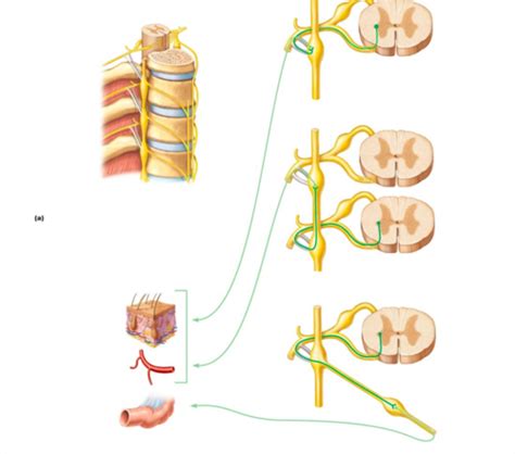 Anatomy ANS Flashcards Quizlet