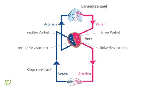 Das Herz Anatomie Physiologie Onmeda De