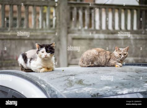 Homeless Cats On Car Roof Wild Cats Sitting On Car And Looking At