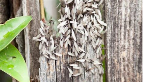 Signs Of Termites In Yard