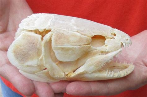 Real Bowfin Fish Skull Amia Calva