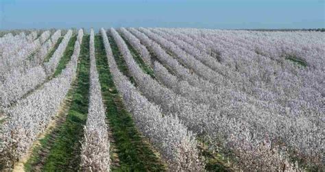 Organic Almond Farming Production In India Agri Farming