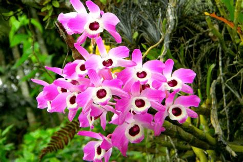 Orqu Deas Olho De Boneca Tudo Sobre Seu Cultivo E Flora O