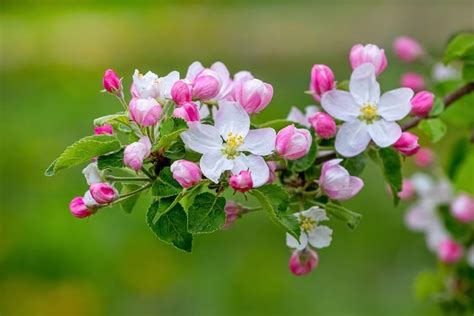 Premium Photo Apple Blossoms Apple Tree Branch With Flowers And Buds