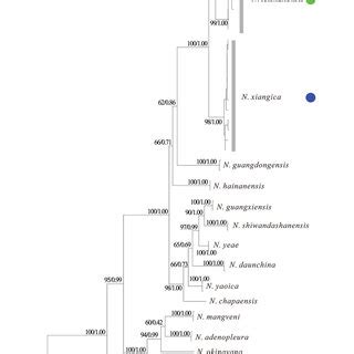 Maximum Likelihood Tree Based On 16S COI Fragments With Bootstrap