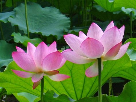 Hinh Anh Hoa Sen Dep Va Tinh Khiet Nhat Cho Ban Doc Images 