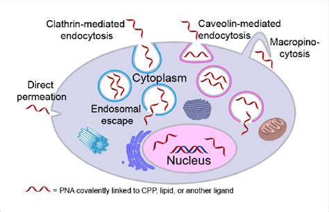 Endosomal Entrapment And Escape Pathways Of Pna And Pna Conjugates