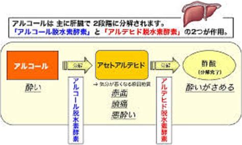 お酒が強い人 弱い人 酒乱な人 高橋医院