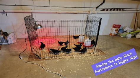 Moving Our Black Australorp Chicks From Brooder To Bigger Holding Pen