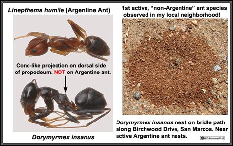 Argentine Ants Vs Fire Ants