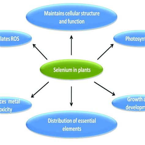 Pdf An Overview Of Selenium Uptake Metabolism And Toxicity In Plants