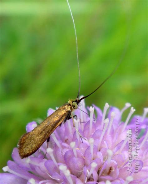 Photo 20137 Nemophora Metallica