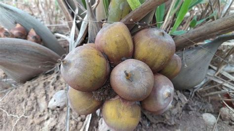 Conhe A O Coco Indaia Do Cerrado Sua Castanha E Incr Vel Castanha