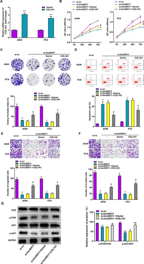 Linc00511 Promotes The Proliferation Migration And Invasion Of Lung