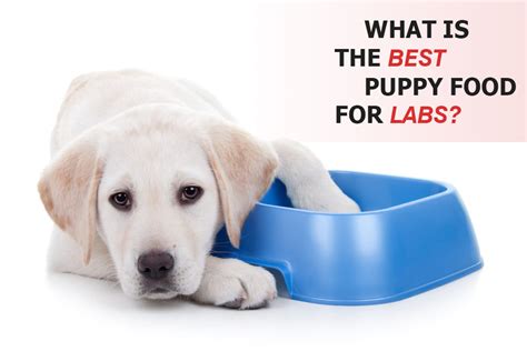 The 3 Best Puppy Foods For Labrador Retrievers | MySweetPuppy.net