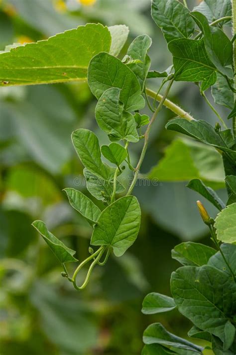 Field Bindweed Or Convolvulus Arvensis European Bindweed Creeping Jenny