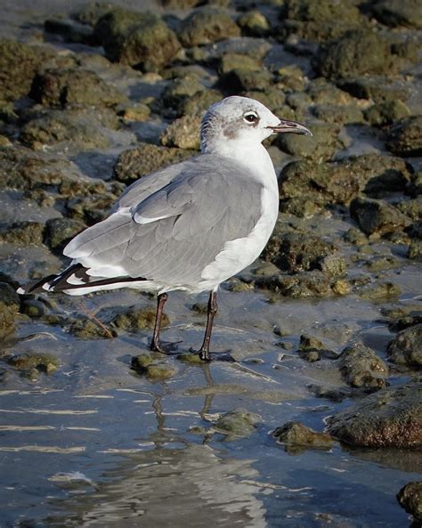 Laughing Gull Photograph By Dawn Currie Fine Art America