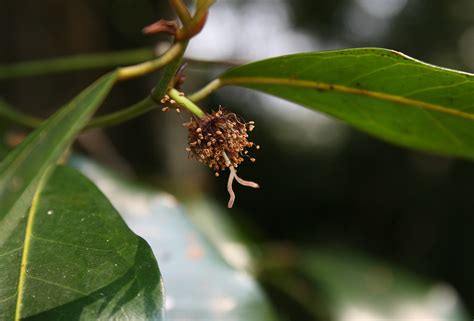 Flora Of Mozambique Species Information Individual Images