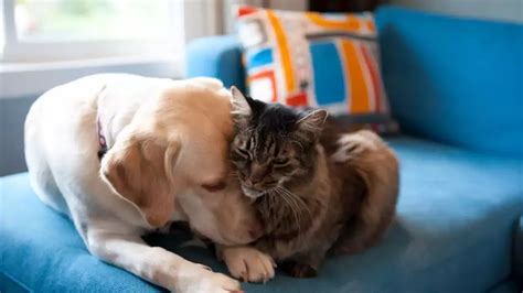 Voici le classement des noms les plus donnés aux chiens et aux chats en