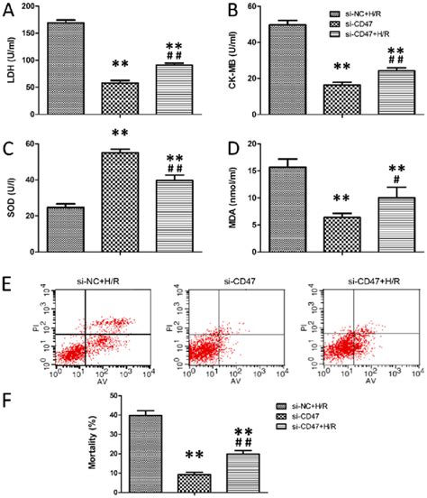 Cd Downregulation Protects Cardiomyocytes Against H R Induced