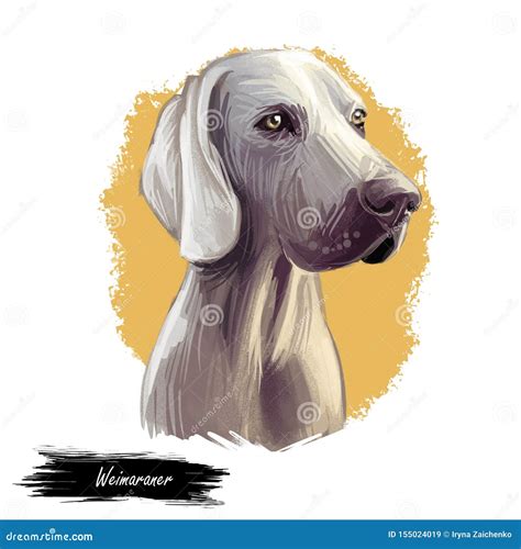 Weimaraner or Grey Ghost Dog Breed Portrait Isolated on White. Digital Art Illustration, Animal ...