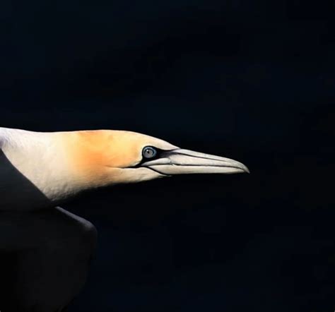 Northern Gannet By Robert Wemyss Birdguides