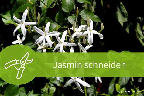 In dieser Anleitung erfahren Sie alles darüber wie Sie den Jasmin