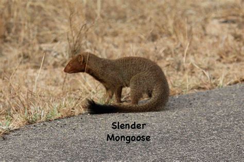 Tales from the Tulls: Slender Mongoose