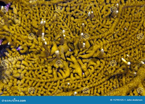 Branching Fire Coral Stock Image Image Of Roatan Reef 15795125