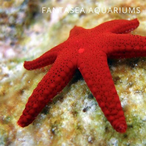 Saltwater Starfish