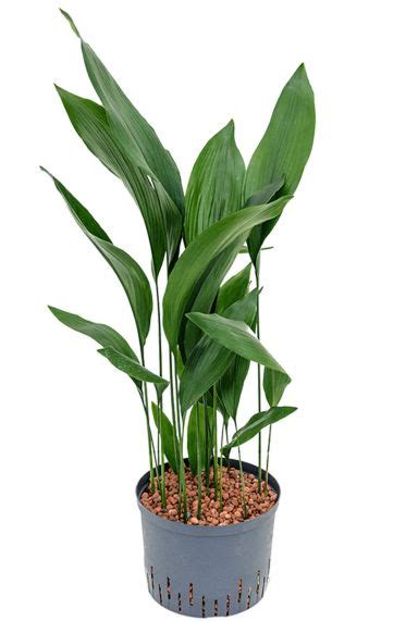 Aspidistra Verzorging Tips Informatie Planten Nl