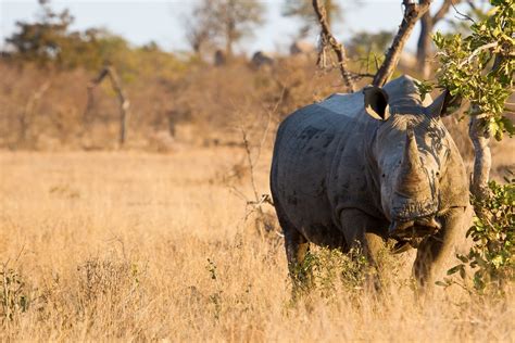 Day South Africa Safari Wild Whispers Africa